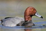 _MG_9294 Redhead.jpg