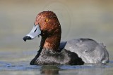_MG_9297 Redhead.jpg