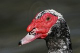 _MG_0315 Muscovy Duck.jpg