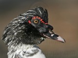 _MG_0427 Muscovy Duck.jpg