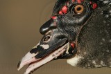 _MG_1289 Muscovy Duck.jpg