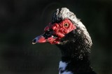 _MG_6524 Muscovy Duck.jpg