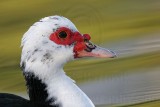 _MG_7352 Muscovy Duck.jpg