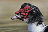 _MG_8957 Muscovy Duck.jpg