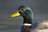 _MG_6339 Mallard.jpg