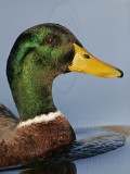 _MG_6764 Mallard.jpg