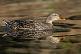 _MG_6824 Mallard.jpg