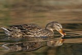 _MG_6828 Mallard.jpg