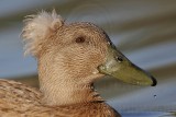 _MG_7818 Mallard.jpg