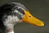 _MG_8304 Mallard.jpg