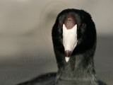 _MG_1265 American Coot.jpg