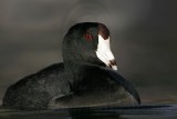 _MG_1270 American Coot.jpg