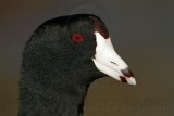_MG_1280 American Coot.jpg