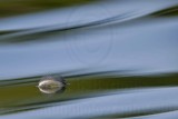 _MG_8062 800.jpg