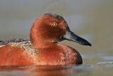 _MG_4315 Cinnamon Teal.jpg
