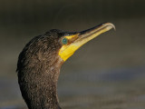 _MG_4489 Double-crested Cormorant.jpg