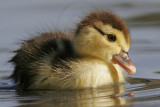 _MG_3307 Muscovy Duck.jpg