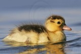 _MG_3855 Muscovy Duck.jpg