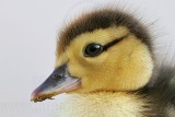 _MG_4966crop Muscovy Duck.jpg