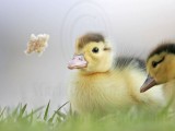 _MG_4991 Muscovy Duck.jpg