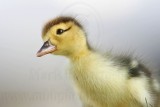 _MG_5036 Muscovy Duck.jpg