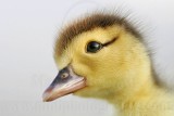 _MG_5036crop Muscovy Duck.jpg