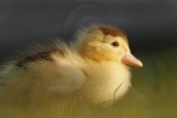 _MG_5065 Muscovy Duck.jpg