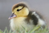 _MG_5166 Muscovy Duck.jpg