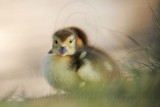 _MG_5175 Muscovy Duck.jpg