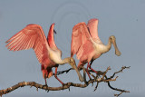 _MG_1042 Roseate Spoonbill.jpg