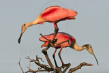 _MG_1249 Roseate Spoonbill.jpg