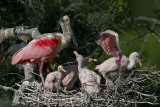 _MG_9743 Roseate Spoonbill.jpg