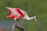 _MG_9928 Roseate Spoonbill.jpg