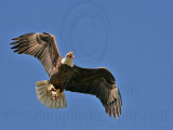_MG_3896 Bald Eagle with fish .jpg