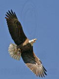 _MG_3899 Bald Eagle with fish .jpg
