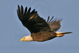 _MG_5819 Bald Eagle.jpg