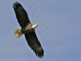 _MG_6254 Bald Eagle.jpg