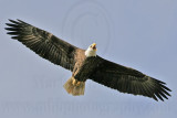 _MG_6273 Bald Eagle.jpg