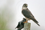 _MG_7735 Merlin.jpg