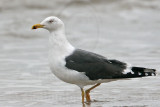 _MG_7225 Lesser Black-backed Gull.jpg