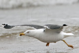 _MG_7279 Lesser Black-backed Gull.jpg