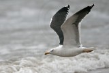 _MG_7283 Lesser Black-backed Gull.jpg