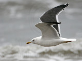 _MG_7294 Lesser Black-backed Gull.jpg