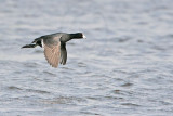 _MG_6769 American Coot.jpg