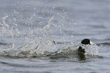 _MG_6805 American Coot.jpg