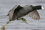 _MG_6836 American Coot.jpg