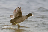 _MG_6848 American Coot.jpg