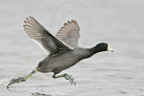 _MG_6880 American Coot.jpg