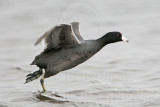_MG_6889 American Coot.jpg