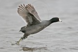 _MG_6890 American Coot.jpg